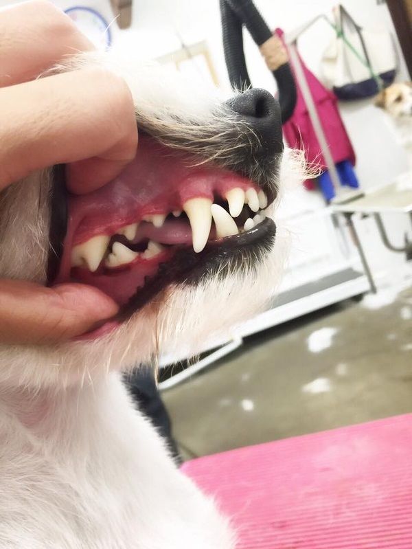 It's important to brush your dog's teeth regularly too!