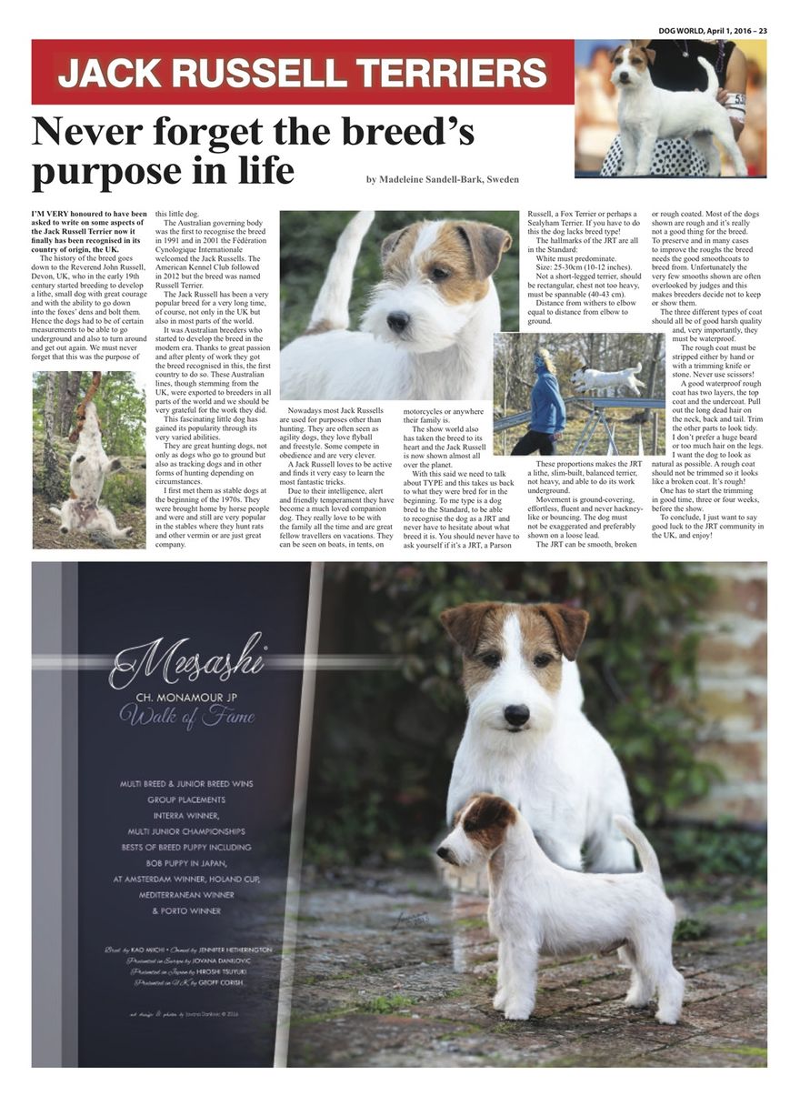 Dog World Jack Russell Terrier Feature - April 2016