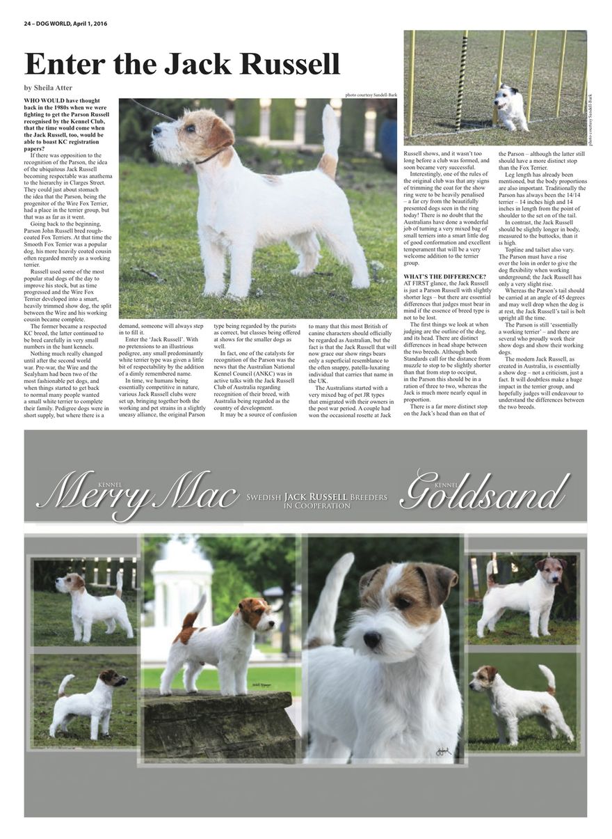 Dog World Jack Russell Terrier Feature - April 2016